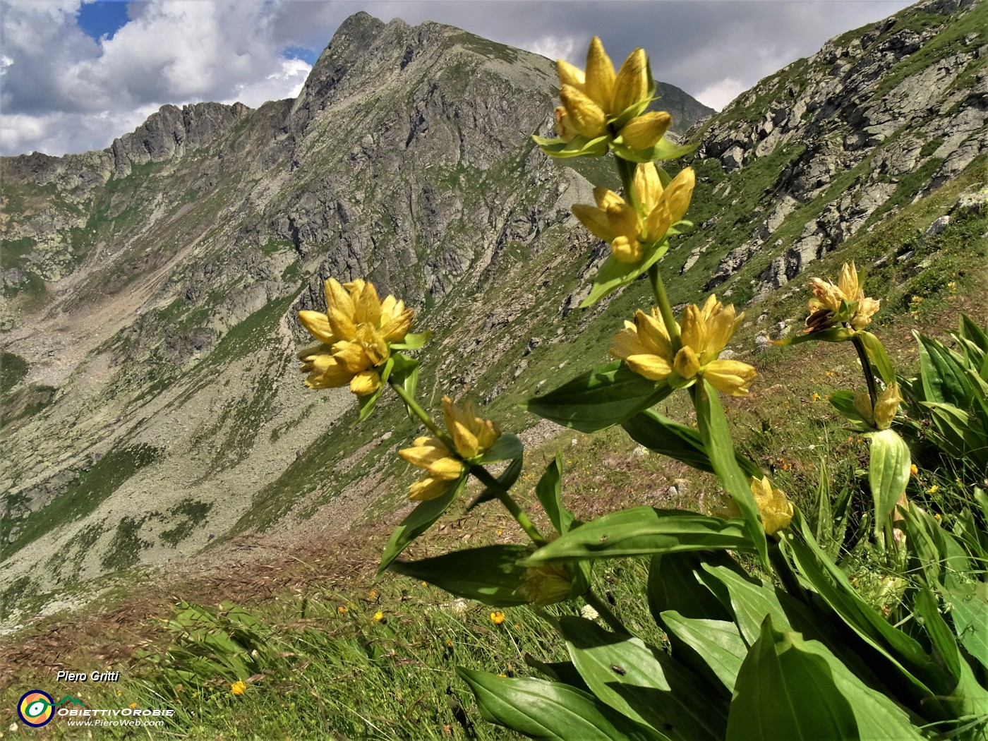 68 Un saluto con fiori di Gentiana punctata (Genziana maculata) al Corno Stella versante nord.JPG